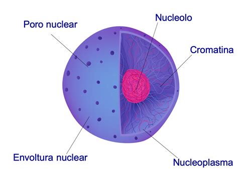 Nucleoplasma Estructura