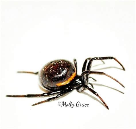 Are False Black Widows Poisonous False Widow Spiders Natural History