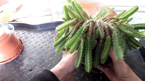 According to cactiguide.com, you'll need about 100w per square foot though, and the price of a lighting kit can be quite expensive. How to save a Dragonfruit Cactus - Hylocereus from a bad ...