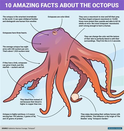 10 Reason The Octopus Is Incredible Business Insider