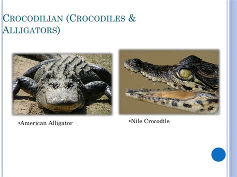 Ppt Reptiles Powerpoint Presentation Free Download Id3276980