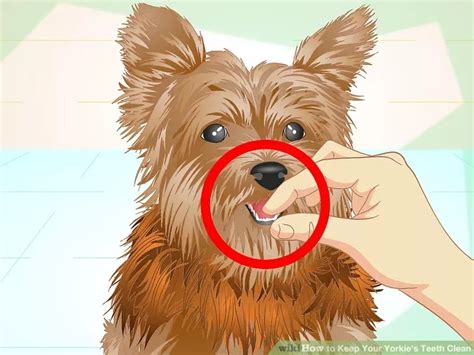 How To Keep Your Yorkies Teeth Clean With Pictures Wikihow