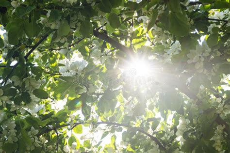Bright Sun Gleamed Through Blooming Apple Tree Foliage Full Of White