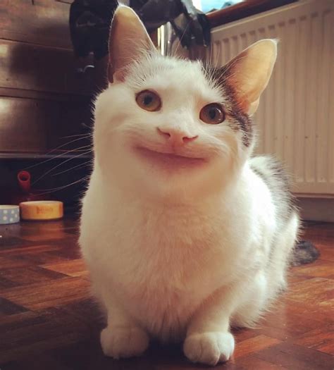 70 Weird Cats Meme Face