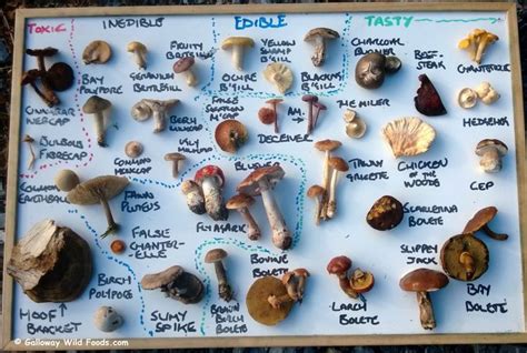 Spectrum Of Edibility Fungi Stuffed Mushrooms Mushroom