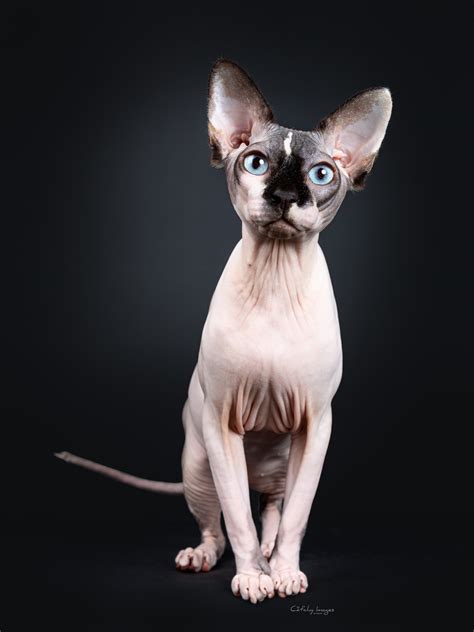 The most distinctive feature of the sphynx cat is its appearance of hairlessness. Sphynx - Cat'chy Images