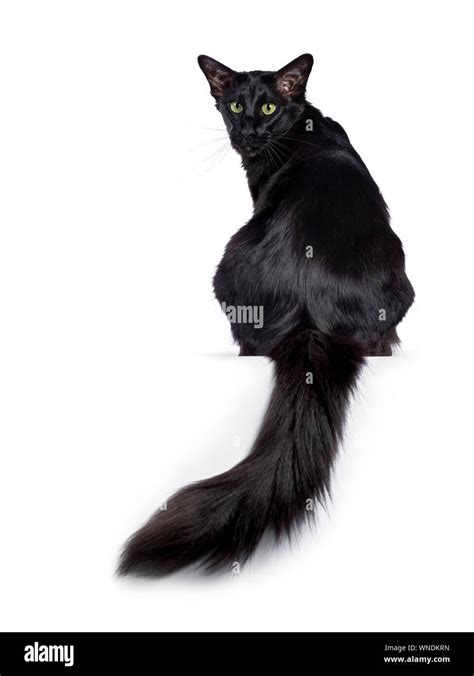 Pretty Young Adult Solid Black Balinese Oriental Longhair Cat