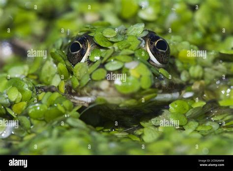 Rana Esculenta Edible Frog Stock Photo Alamy