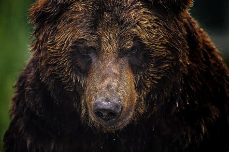 Animals Bears Brown Bear Closeup Conservation Endangered Species