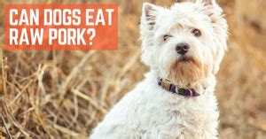 Christians are free to eat anything. Can Dogs Eat Raw Pork? | ThatMutt.com