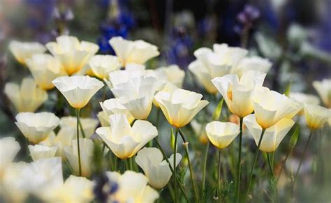Top 10 Flowers That Symbolise Peace