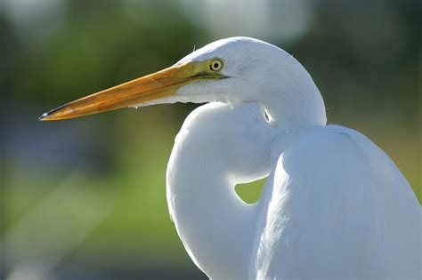 White Crane Bird · Free Stock Photo