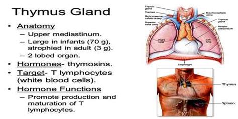 Thymus Gland Assignment Point