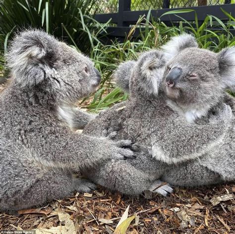 Adorable Koalas Cuddle With Each Other At Australian Reptile Park