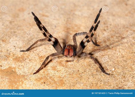 Brazilian Wandering Spider Phoneutria Boliviensis Species Of A