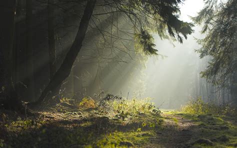 Nature Trees Sunlight Path Spruce Forest Landscape Wallpapers Hd