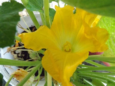 Knowing the difference helps with hand pollinating blossoms if. Female Zucchini Flower by asazieagle on DeviantArt