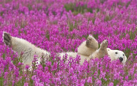 Animals And Flowers Wallpapers High Quality Download Free