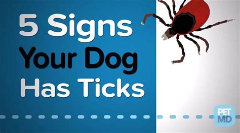 5 Signs Your Dog Has Ticks Your Dog Dogs Ticks