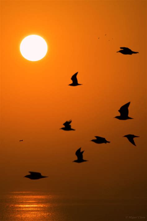 The Sunset Birds Astrophotography By Miguel Claro