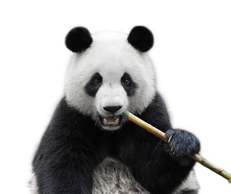 Giant Panda Bear Isolated Against White Background Stock Photo Image