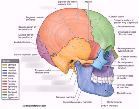 Anatomy Skull Lateral Posterior Aspect Diagram Quizlet