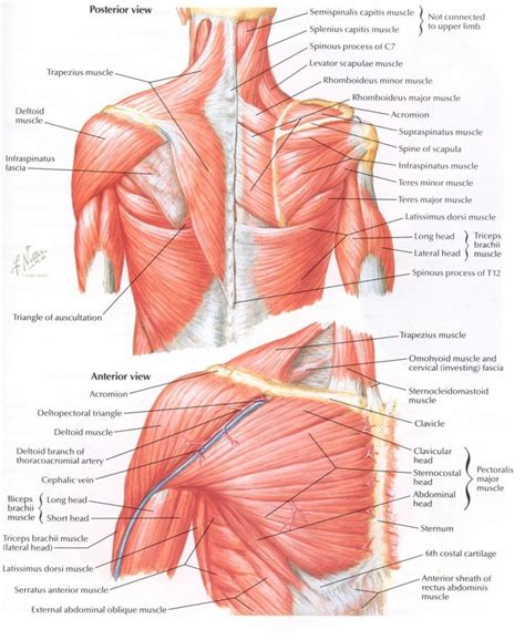 Anatomy And Physiology How The Neck And Shoulders Work Sarah Wayt