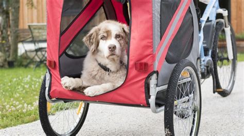 The 11 Best Dog Dog Bike Trailers Carriers And Baskets