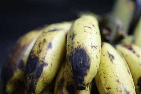 Banana Extinction: Panama Disease Has Returned, and the Cavendish Is No ...