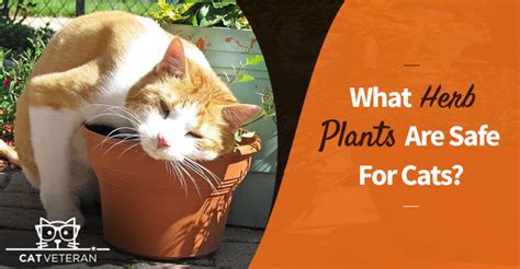 I was also wondering about herbs. What Herb Plants Are Safe for Cats? | Cat Veteran