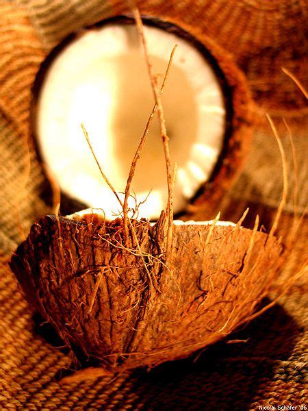 Definition Coconut