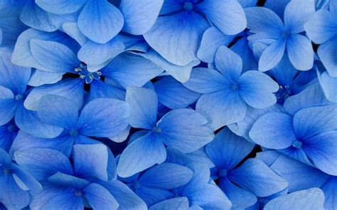 Blue Flowers Wallpapers Flower Background Flowers Wallpapers Computer