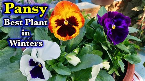 How To Grow Pansy Flowers From Seeds Winter Season Special बीज