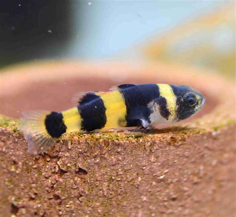 Bumblebee Fish How Cute A Fish Can Be Seafish
