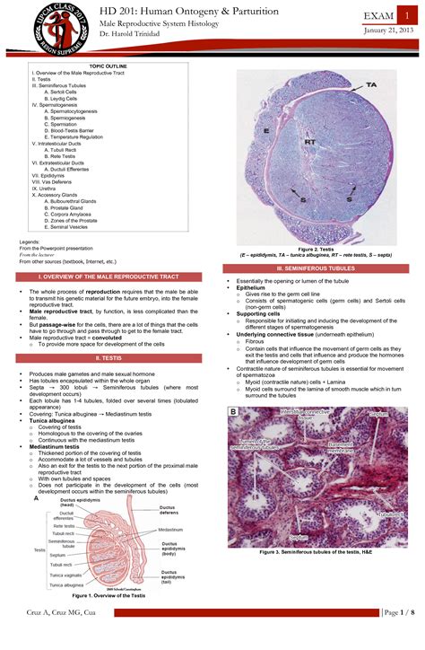 Solution Male Reproductive System Histology Studypool