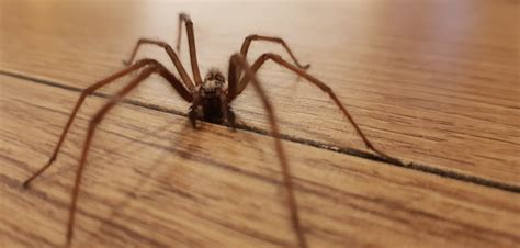ireland under attack from sex crazed spiders the size of your hand the irish post