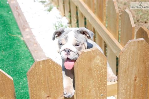 Tuesday from the petland in naperville, according to a press release from the store. Blue Merle : English Bulldog puppy for sale near West Palm ...