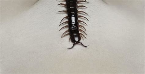 the human centipede 2 [full sequence] adds second poster the reel bits