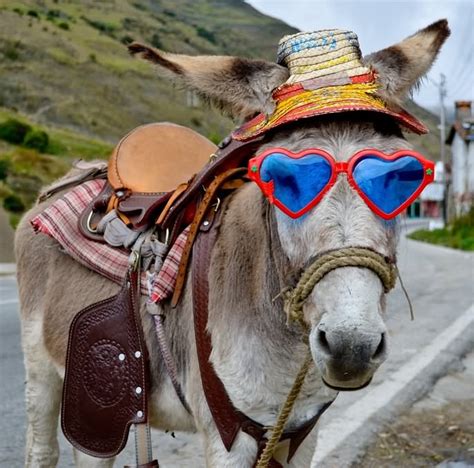 9 Hilarious Donkey Pictures Youre Bound To Love