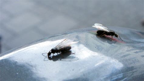 Learn more flying ant facts here to protect your home. Tiny Flying Bugs In Bedroom At Night | www.resnooze.com