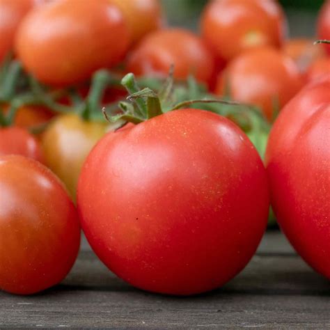 Buy Shirley F1 Hybrid Tomato Seeds Online Marshalls Garden