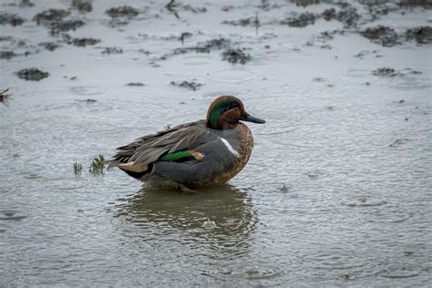 Anas Carolinensis Green Winged Teal Male Anatidae Ge Flickr