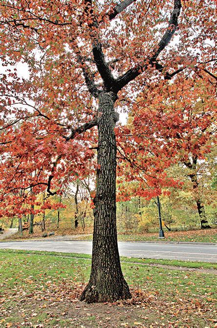 Scarlet Oak Central Park Conservancy