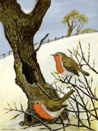 A Pair Of Robins Giclee Print Margaret Loxton