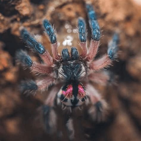 Venezuelan suntiger tarantula kids shirt. Typhochlaena seladonia - Brazilian Jewel Tarantula ...
