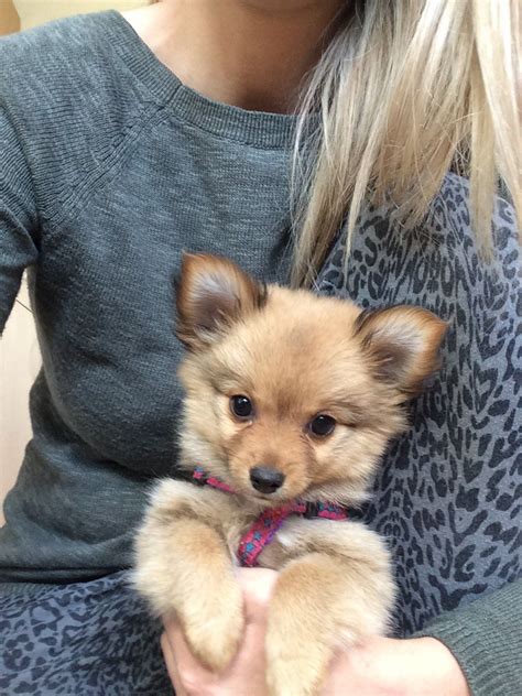 Pomeranian Puppies For Sale Pets4homes Pomchi Puppies Puppies