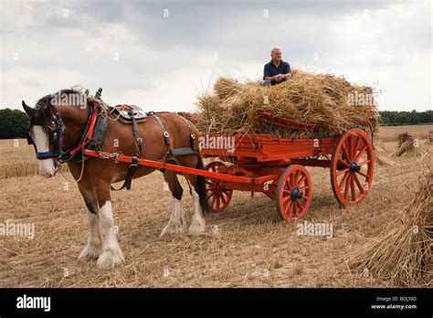 Shire Horse And Cart In Harvest Field Collecting Sheaves Of Straw Stock