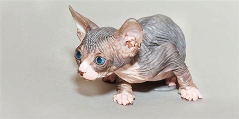 Questions You Should Ask A Sphynx Cat Breeder Sphynx Cats And Kittens