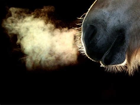 Breathe ~ By Tazgold All The Pretty Horses Beautiful Horses Equine