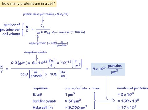 So the larger dog requires more food as a puppy. » How many proteins are in a cell?